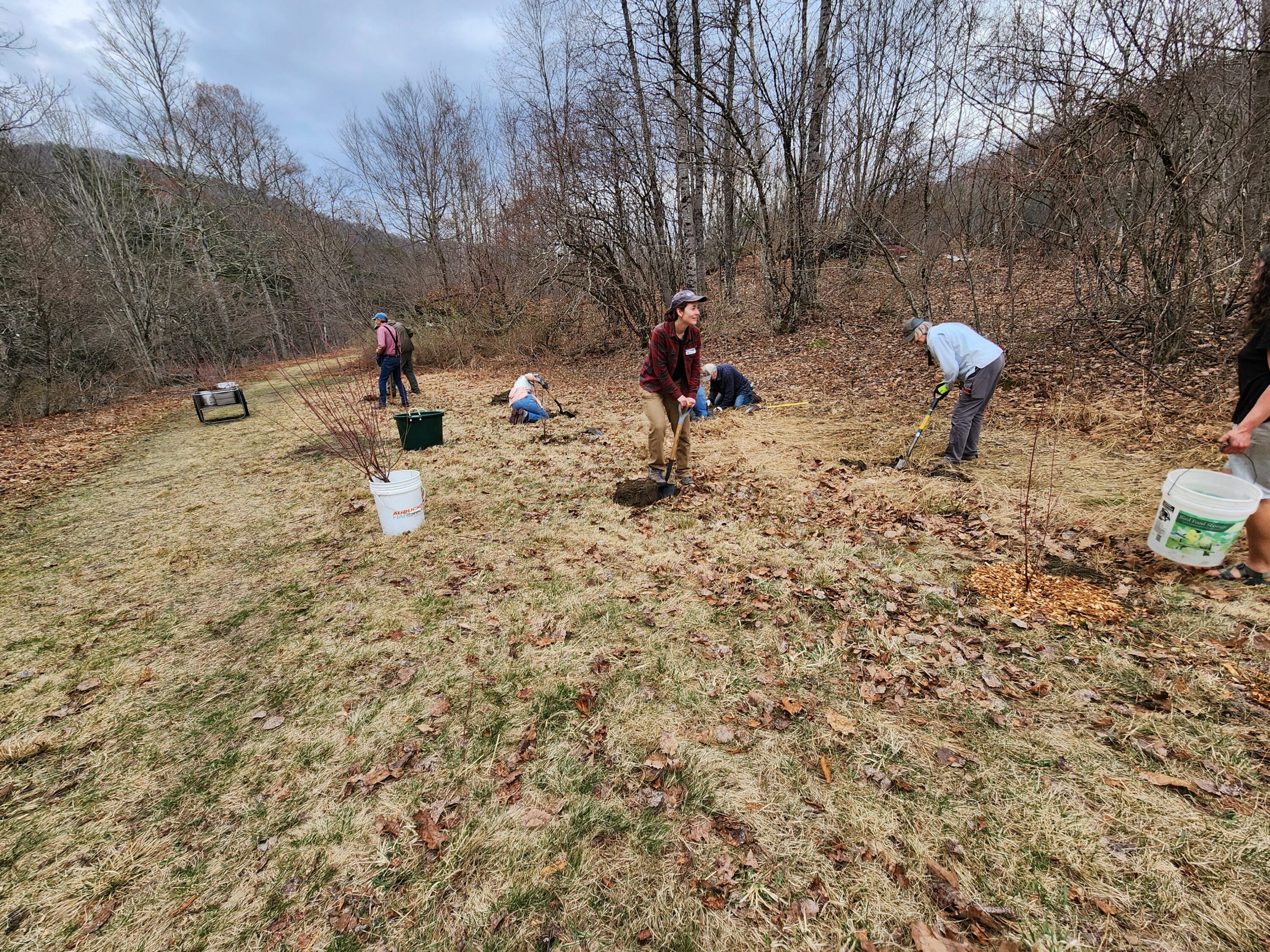 Planting Trees with a Little Help from Our Friends