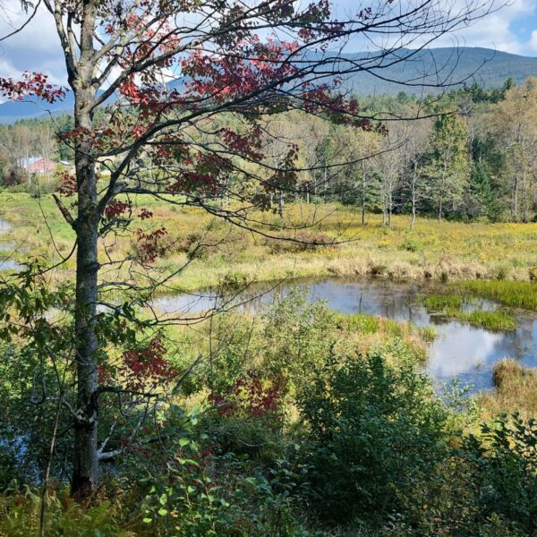As much as we love celebrating newly completed conservation easements – hard work that rightly deserves a round of high fives – we know it’s just the beginning of the conservation journey, not the end. We don’t just check the boxes and move on, we commit to doing our best by that land forever. Nature does a great job restoring itself on its own, but sometimes it needs a little kickstart.