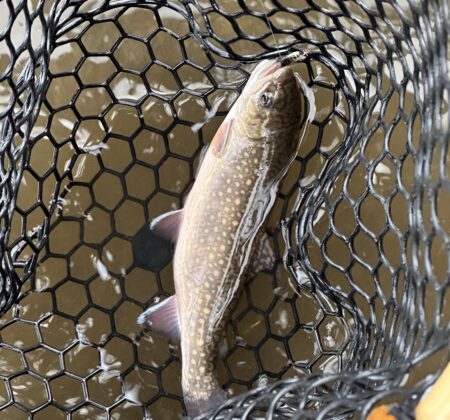 Fish Hughes caught in Colchester.