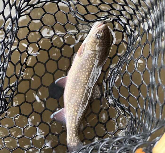 Read our new seasonal River Steward, Hughes' reflection from the past two weeks working on the Connecticut River Paddler’s Trail. 