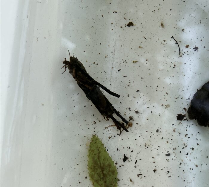 Caddisfly peaking out of casing. PC: Isla Lyons