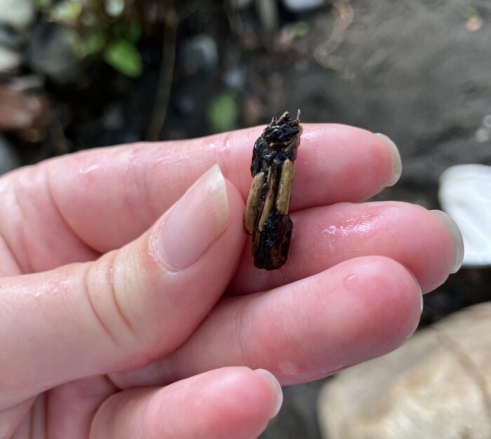 Caddisfly casing made of sticks. PC: Isla Lyons