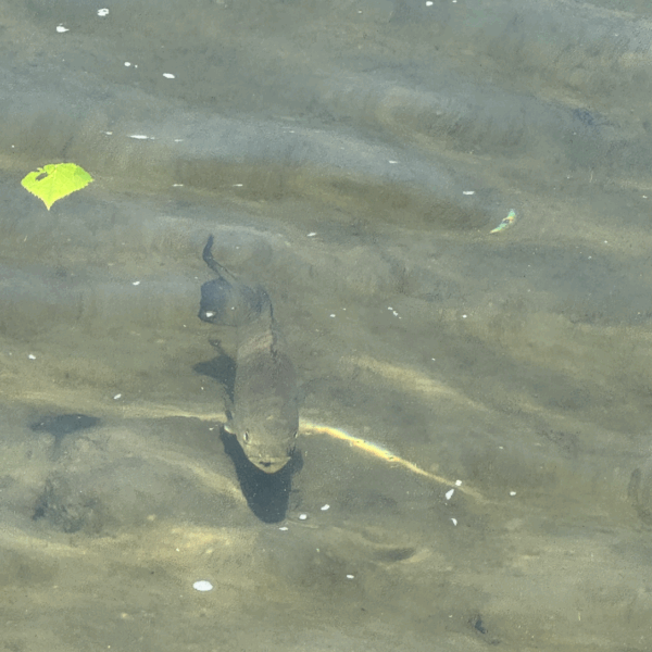 The White River in Vermont is a great destination for anyone looking to enjoy the outdoors. Its clear water and natural features create deep pools that are perfect for both swimming and fishing. 