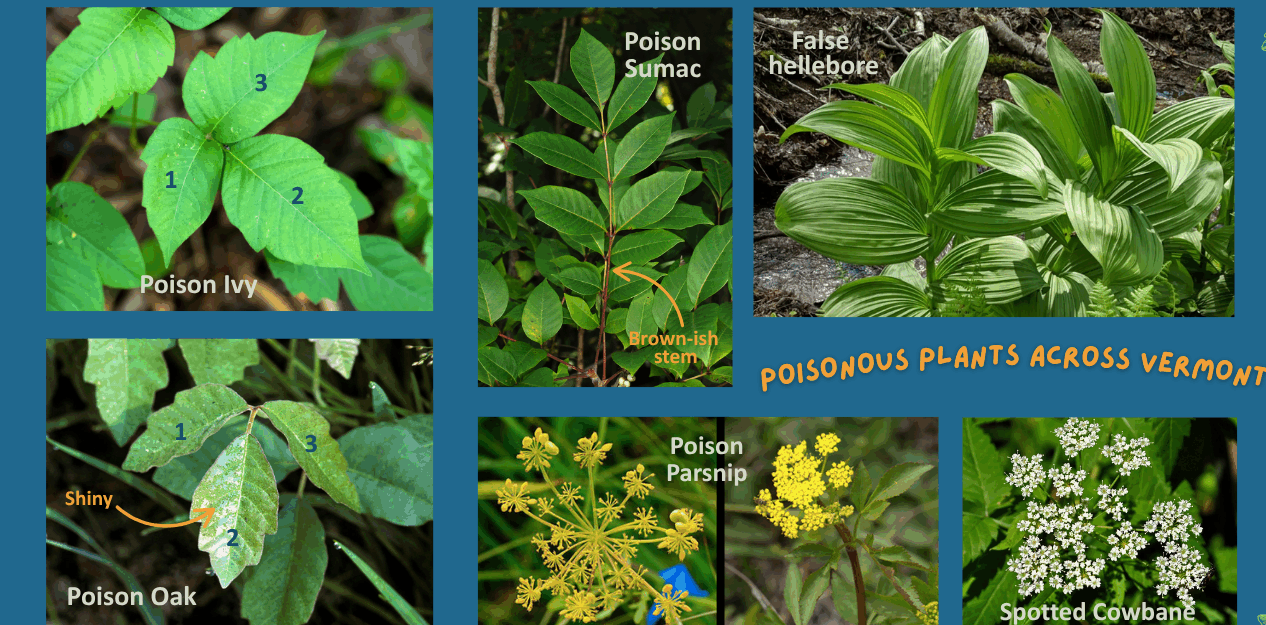 Josette made via canva.