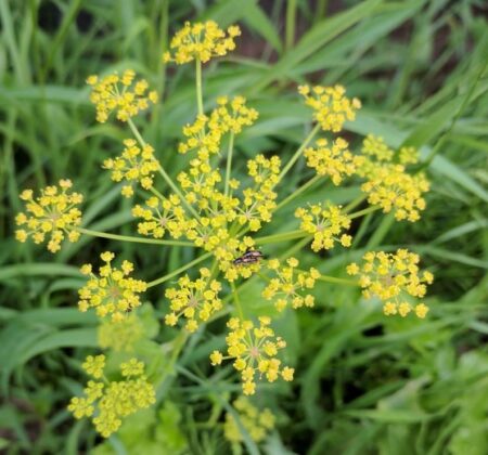 Wild poisonous parsnip.
