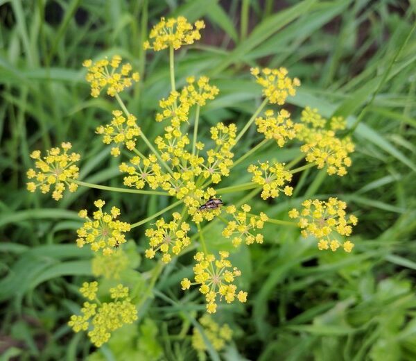 Hiking season is right around the corner—in a few weeks, you may see leaves turn beautifully orange, red, and yellow. But as you trek through your favorite trail, make sure you know what green (and sometimes multicolored) poisonous plants to avoid. Here are some easy ways to avoid a bad itch & rash