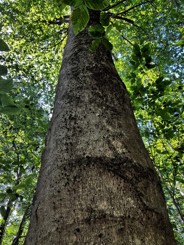 American Beech Tree. 