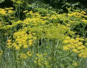 Wild poisonous parsnip.
