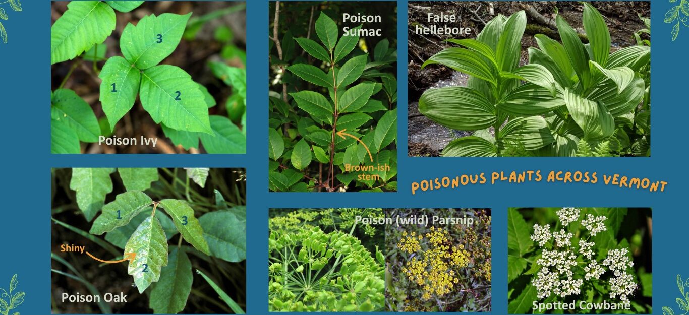 Josette made via canva.