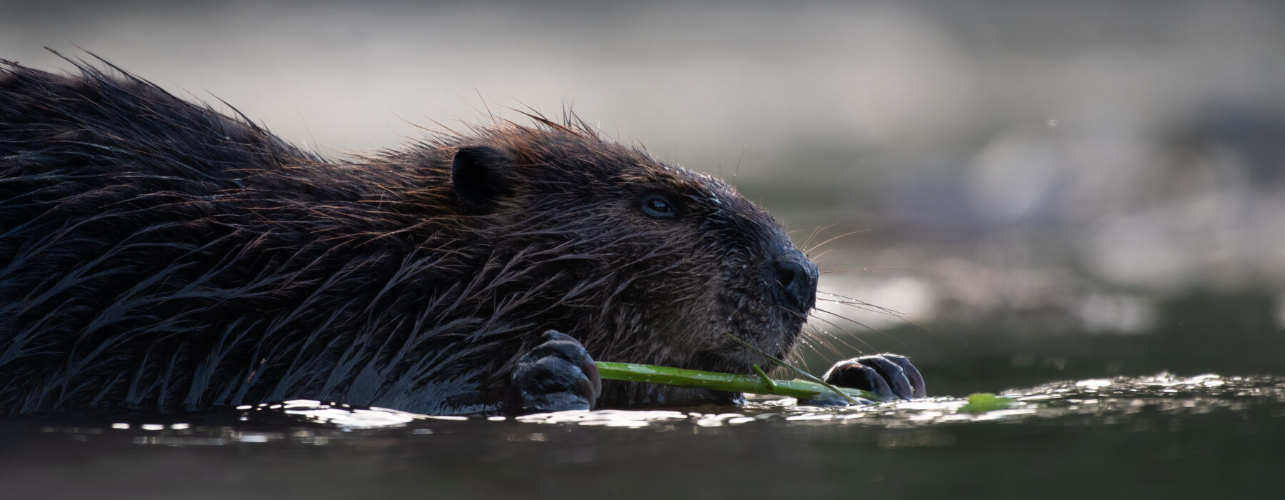 Beaver Pc: Emanuel Soza-Foias