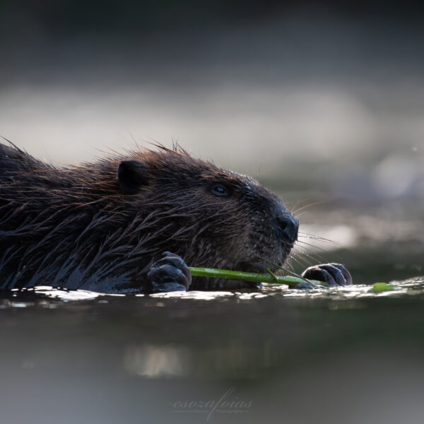 Beaver PC: Emanuel Soza-Foias 