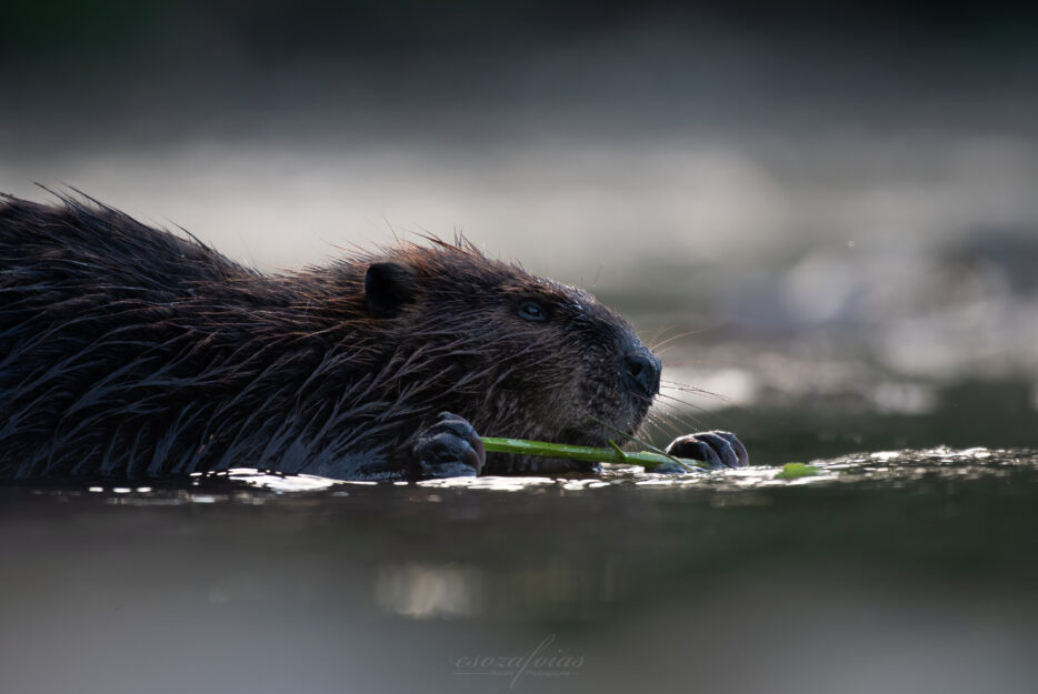 Beaver shewing on plant in the water. Image by Emmanuel Soza-Foias
