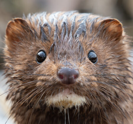 Mink_Emanuel Soza-Foias