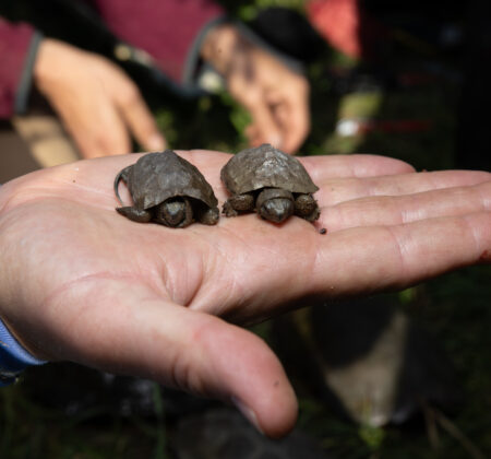 Two warmed hatchlings, ready to spend the next four years in the river. Emanuel Soza Foias