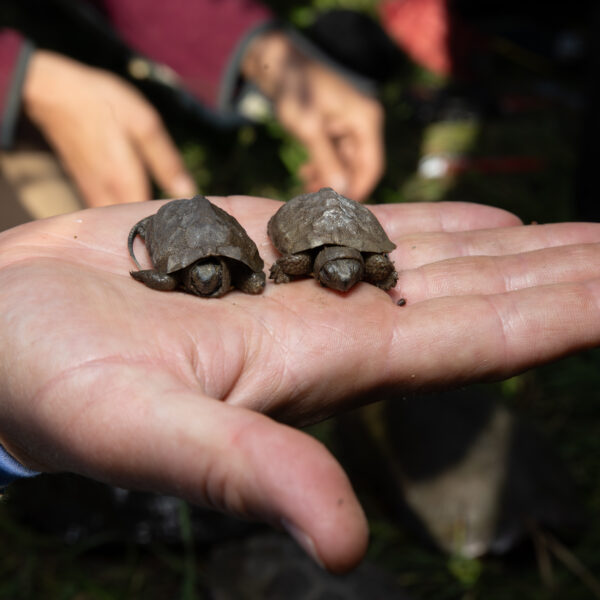 Lessons learned and hope for the future, read the recap from our stewardship teams field day in May working to restore Wood Turtle nesting sites. 