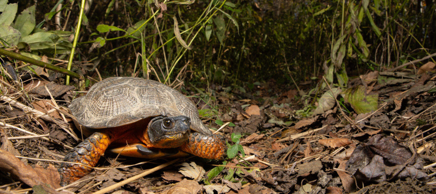 Wood Turtle PC: Emanuel Soza-Foias