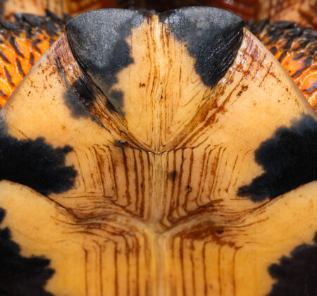 Underside of wood turtle. Pc Emanuel Soza Foias