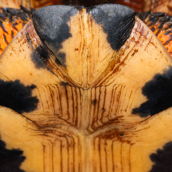 Vermont’s turtles are quiet survivors — ancient creatures that have thrived in our wetlands, ponds, and rivers for thousands of years. But today, these reptiles face growing challenges. What can we do to help these amazing creatures?