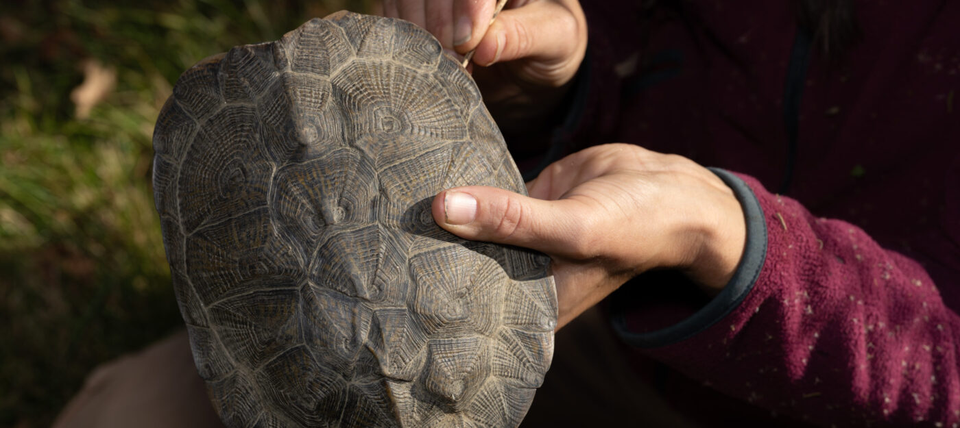 Wood Turtle Shell. PC: Emanuel Soza-Foias