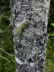 Fruticose lichens on a red spruce in a swamp at Old Oaks Headwaters Preserve
