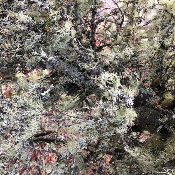 Lichens are a fungi cover approximately 7% of the Earth's surface. While they are small and delicate organisms, they contribute essential roles in our forest and river ecosystems. Learn more about their relationships with the river and how they are reciprocal in nature.
