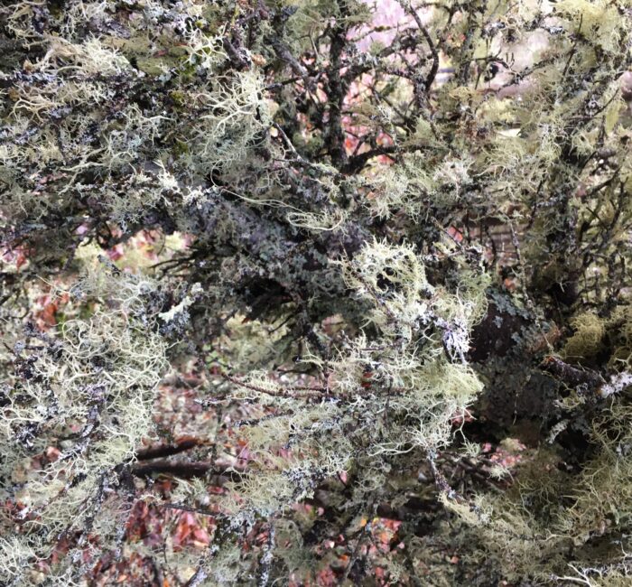 Lichens are a fungi cover approximately 7% of the Earth's surface. While they are small and delicate organisms, they contribute essential roles in our forest and river ecosystems. Learn more about their relationships with the river and how they are reciprocal in nature.
