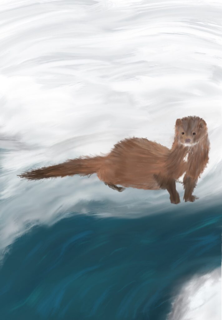 Drawing of mink standing on a snowy riverbank