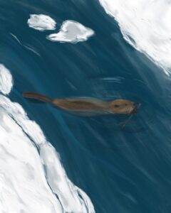 Illustration by Gabriella Marchesani Beaver swimming with stick in mouth in the river along snowed riverbank. Drawing by Gabriella Marchesani