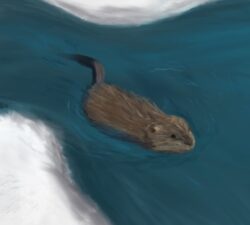 Muskrat swimming in river along snow