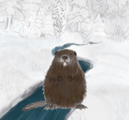 Drawing of mink, beaver, muskrat, and river otter, non hibernating mammals of Vermont rivers, by the snowy riverbank in the winter.