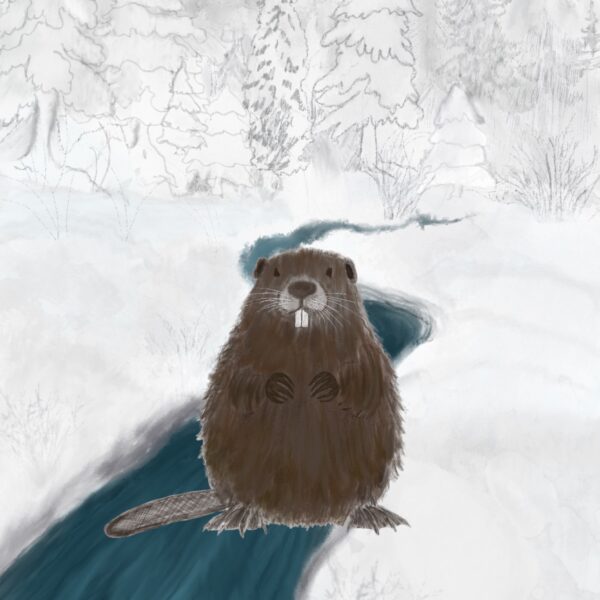 Vermont is home to a group of resilient swimmers that have no problem hopping in and out of the freezing cold water in the winter. Learn about how these animals remain active all winter long!
