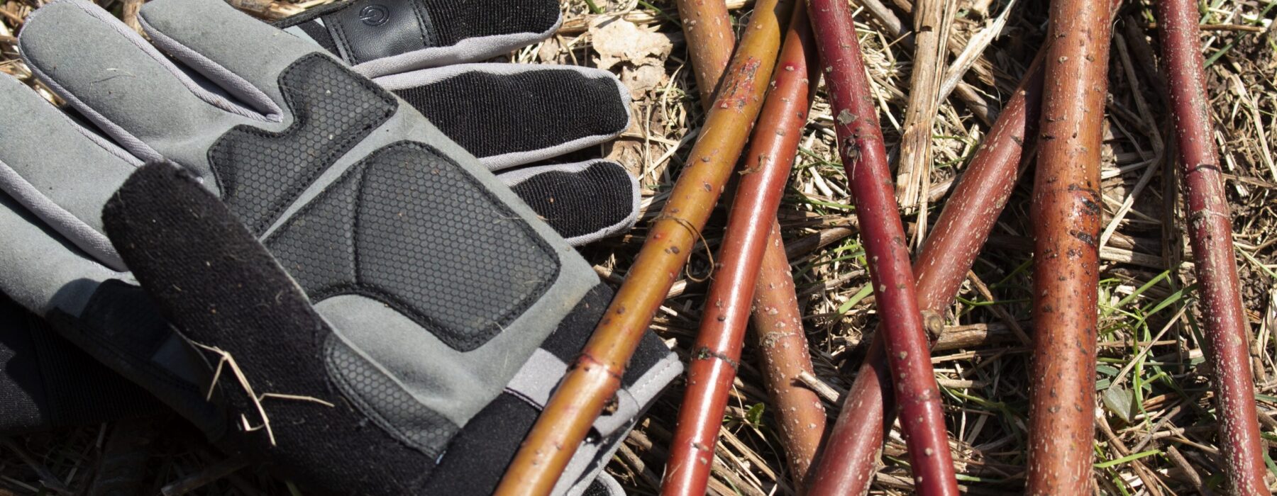 Group of volunteers tree planting bare root in a field