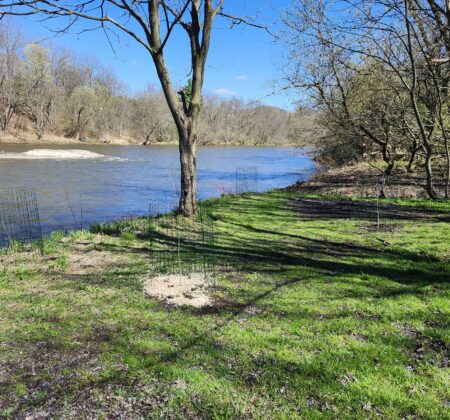 Planted trees and shrubs fenced by the river