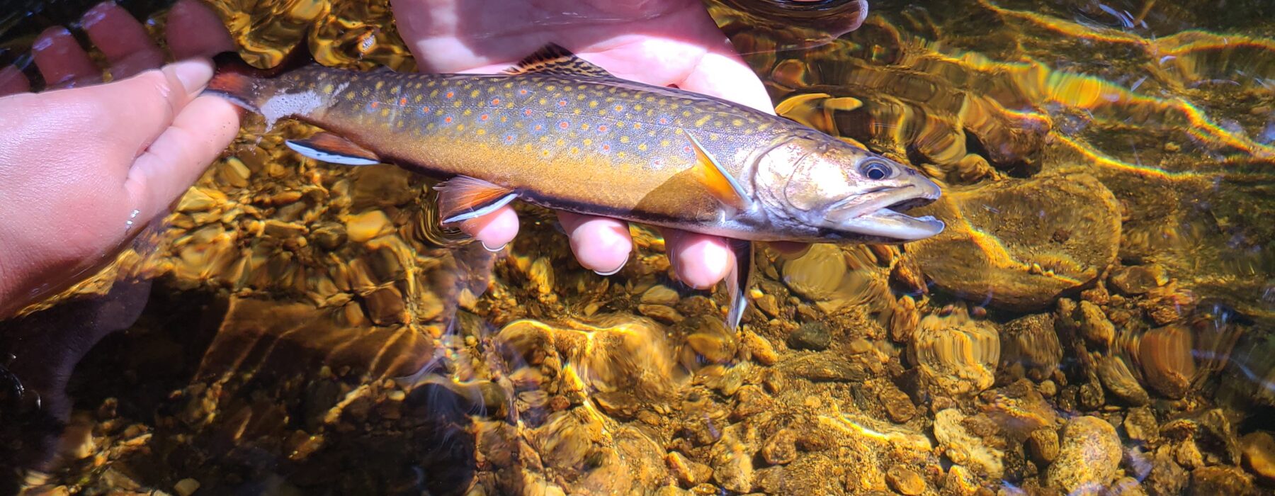 Brook Trout fish being released from person's hand in a river in Vermont 