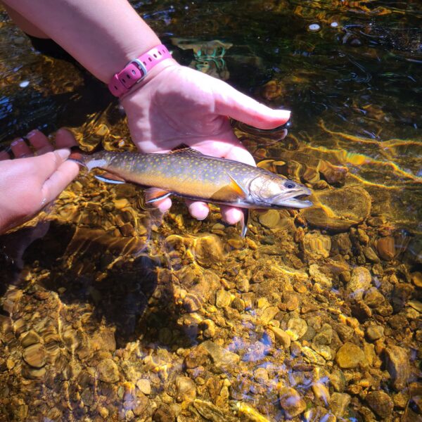 Brook Trout fish being released from person's hand in a river in Vermont 
