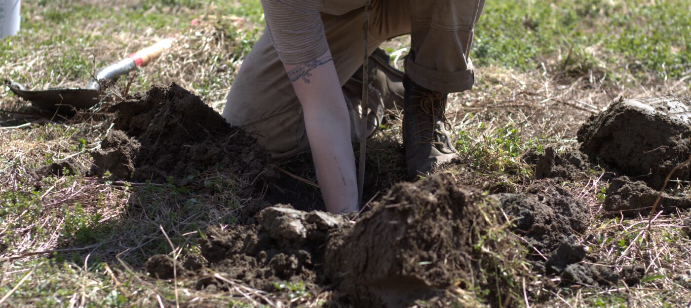Bare root tree being planted in Wolcott by the Wild Branch River