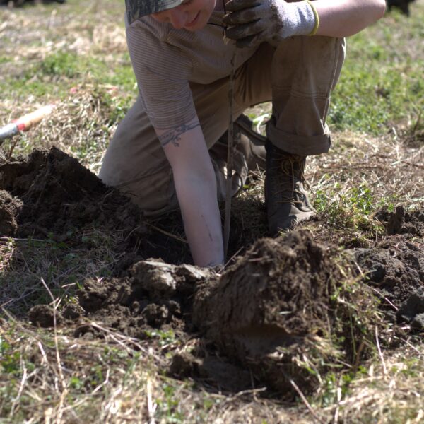 Reflections on the 2026 riparian tree plantings where volunteers of all ages came together not only to plant trees, but to cultivate attention, connection, and a shared sense of stewardship for the natural world.