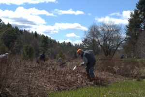 Man digging hole on Sunny day of riparian tree planting in Wolcott, Vermont