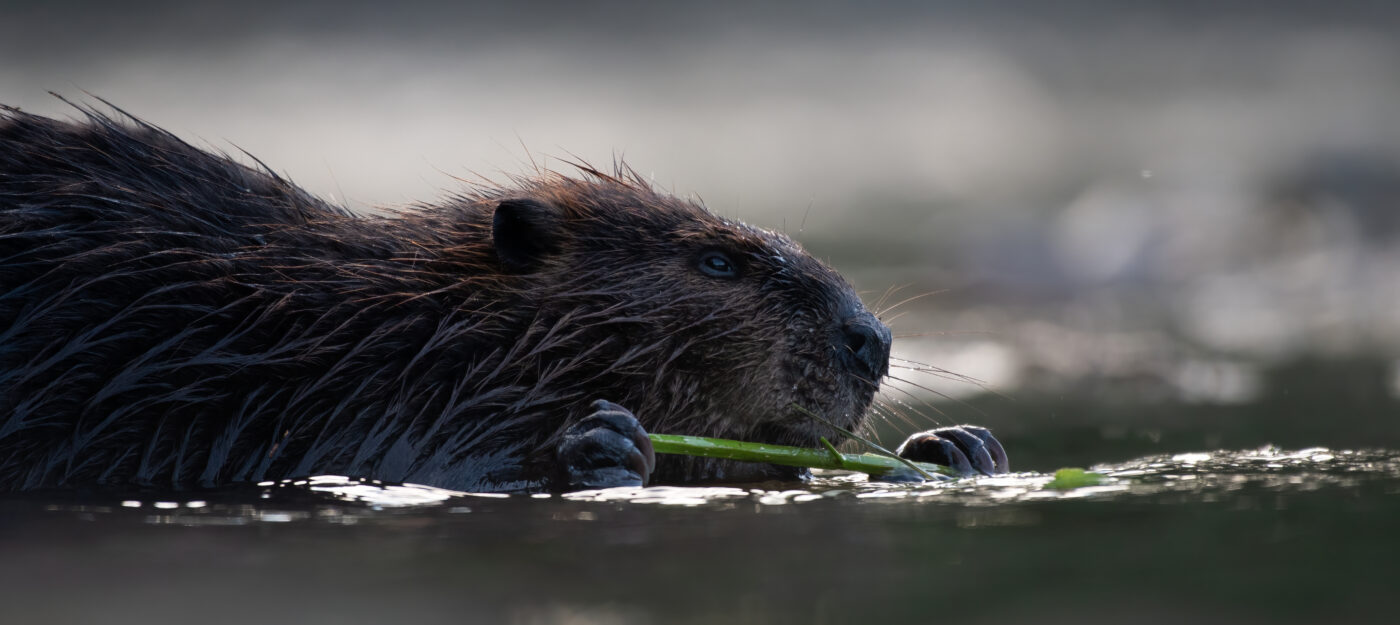 Beaver chewing twig in the water by Emanuel Soza-Foias