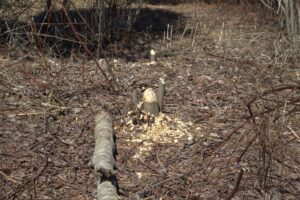 Tree eaten down by Beaver with wood chips in Worcester, Vermont
