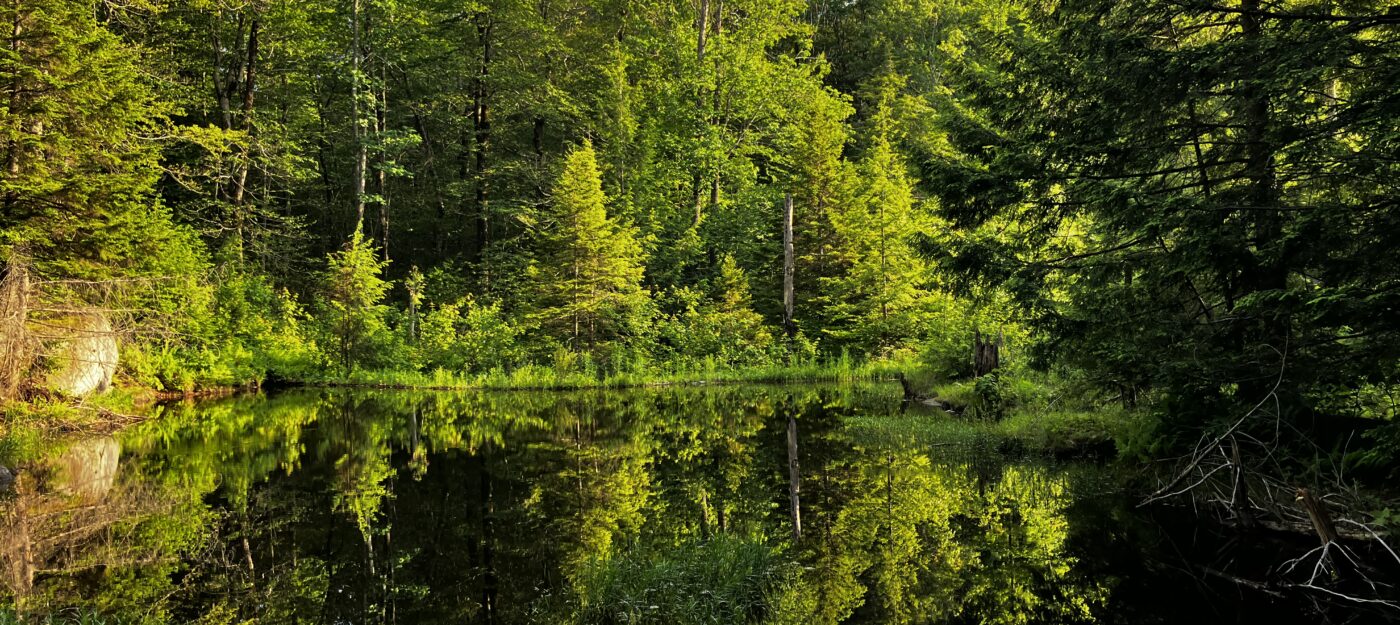 Old Oaks Headwaters Preserve Beaver Pond Blue Sky Water Reflection by Hayley Kolding