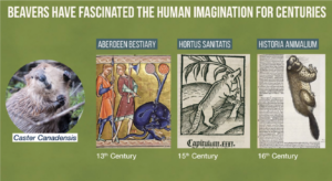 Beavers in Human imagination throughout centuries for Vermont River Conservancy webinar presentation by author Leila Philips