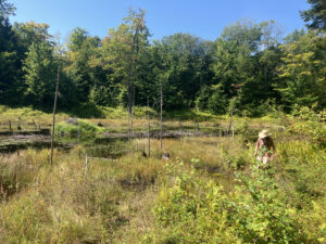 Hendricks in Marlboro, VT at Old Oaks Beaver Wetland photo by Hayley Kolding
