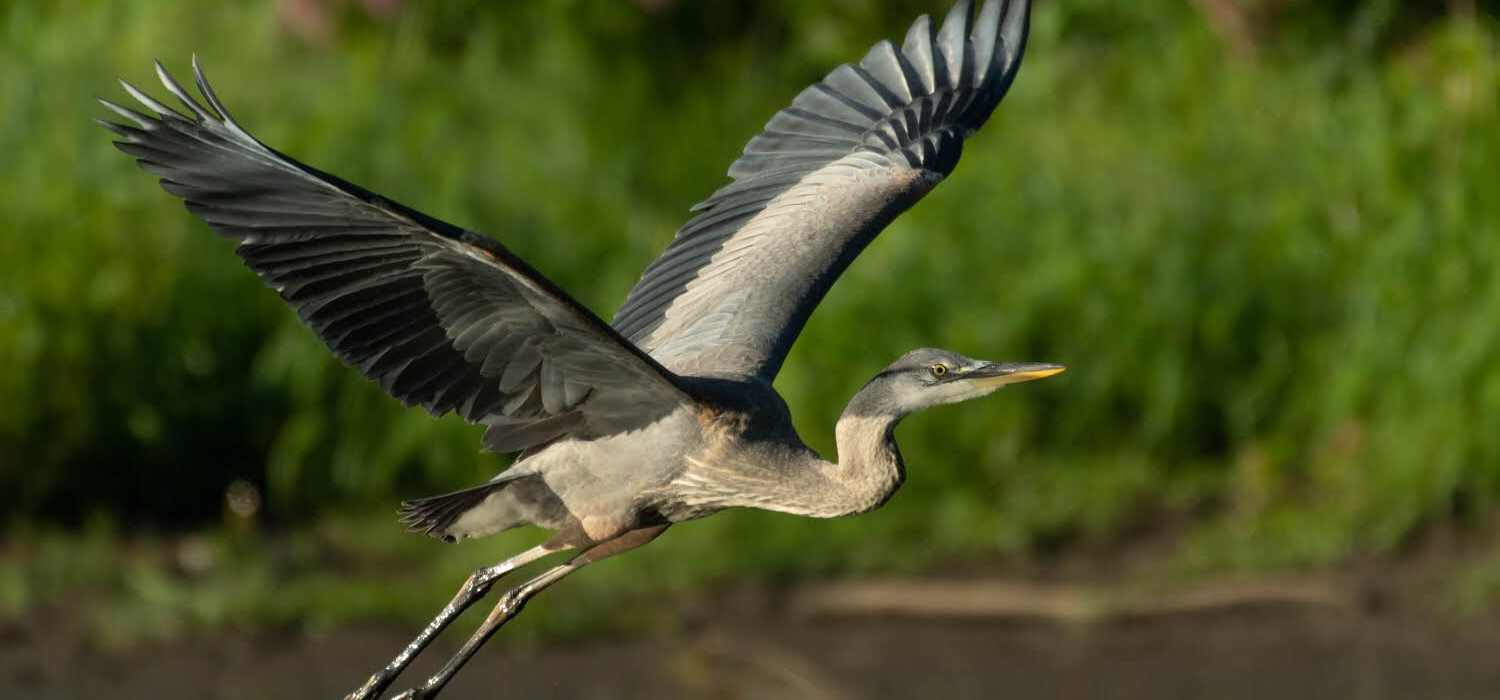 A heron flies over the river