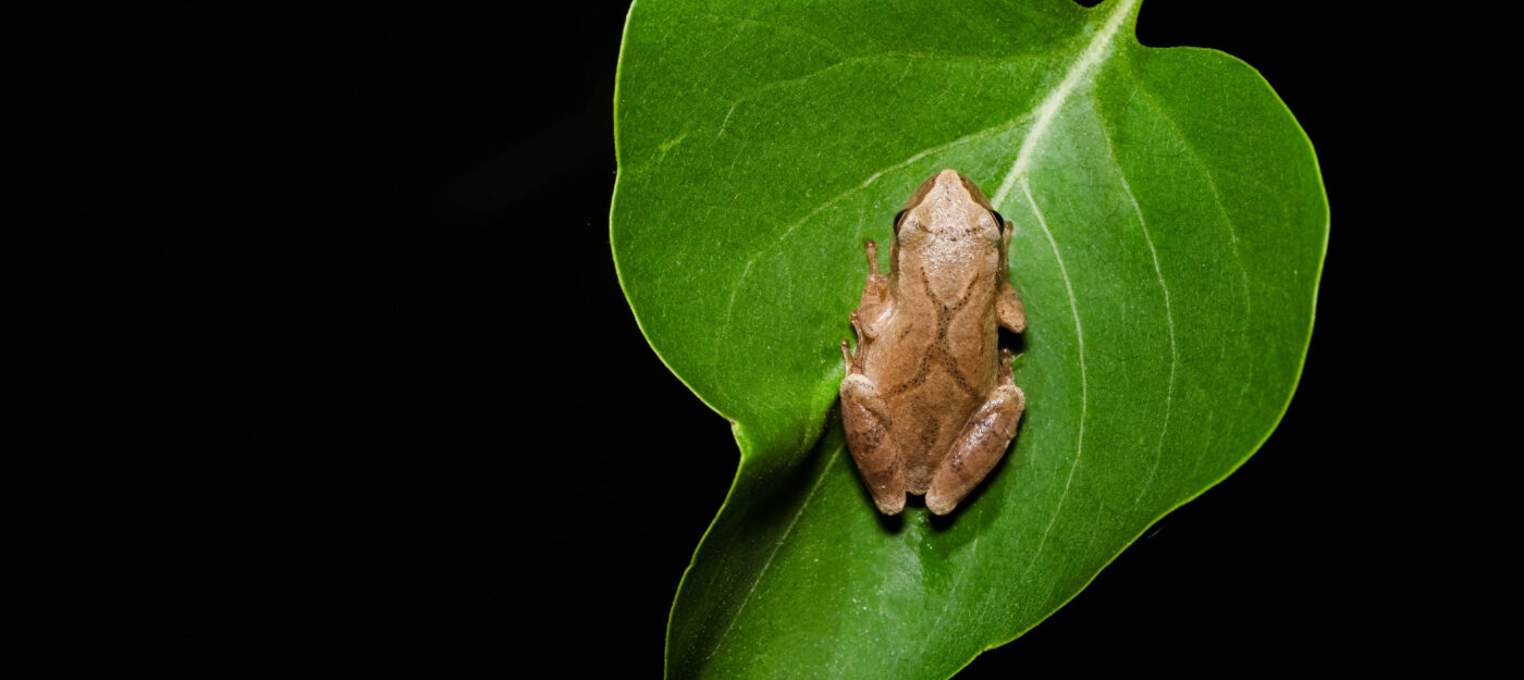 Spring peeper on green leaf Emanuel Soza-Foias in Vermont