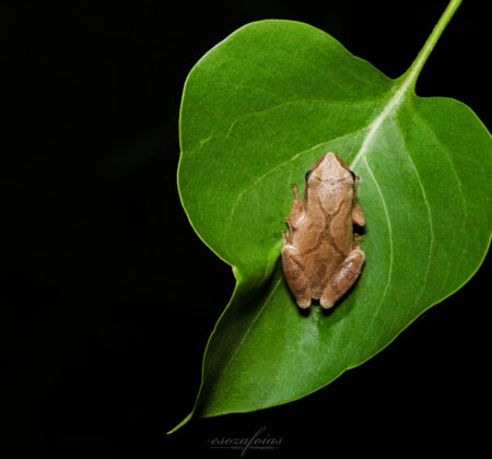 Spring Chorus: A Reprise for Wetlands Spring peeper on green leaf Emanuel Soza-Foias in Vermont