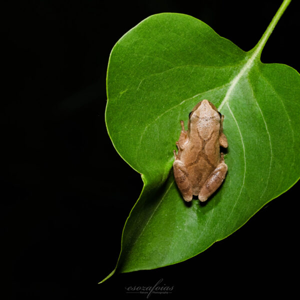 When the air is warm and water stretches across the land, their sound fills the night: peepers. Learn more about wetlands and how Vermont River Conservancy is protecting them.