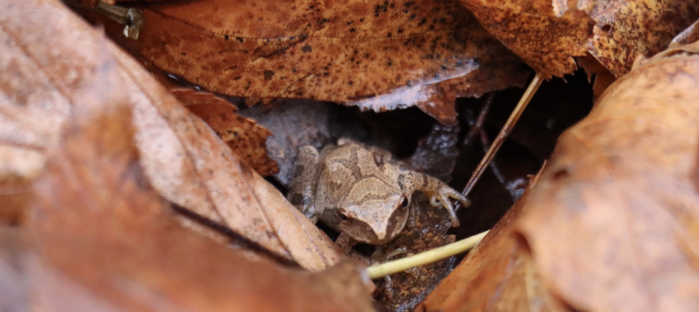 Spring Peeper hidden in leaf litter in Hinesburg, Vermont by Gabriella Marchesani