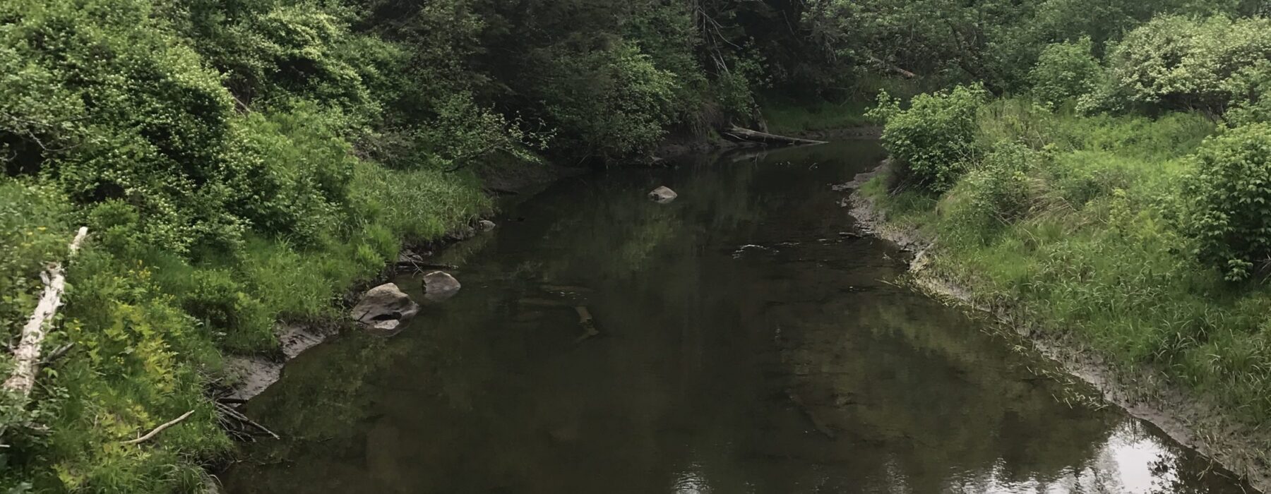 Kingsbury Branch River with Green Trees