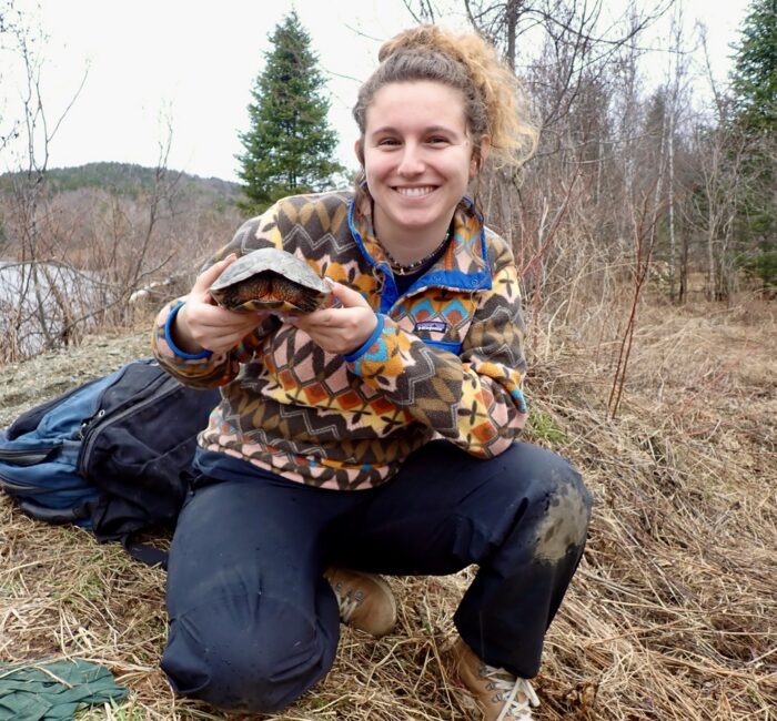 UVM Intern Sarah holding wood turtle after turtle restoration work